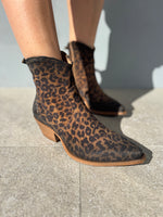 Texano basso maculato