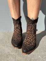 Texano basso maculato