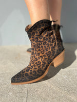 Texano basso maculato